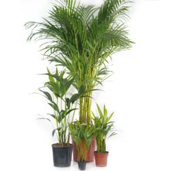 Areca / Chrysalidocarpus lutescens